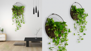 گیاهان آویز دیواری در خانه
