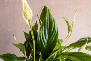 استفاده از گیاه صلح (Peace Lily) برای اتاق خواب