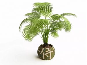 گیاه شامادورا ( Parlour Palm ) گزینه مناسب برای نور کم!