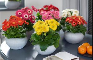 ژربرا یک گیاه آسمانی برای اتاق خواب!