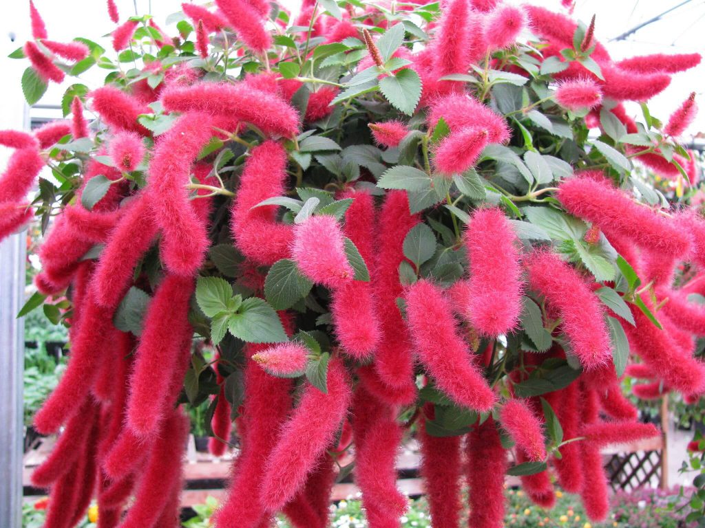 گیاه گلدار خانگی شنیل