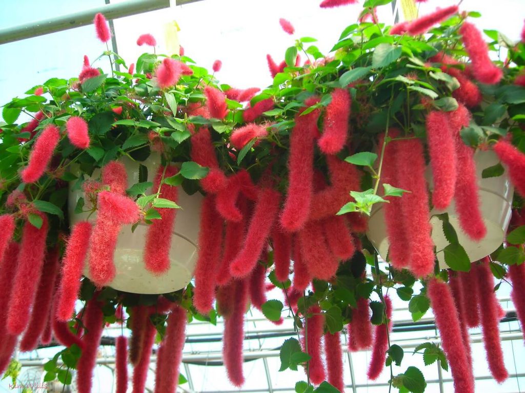 گیاه شنیل (آکالیفا هیسپیدا)