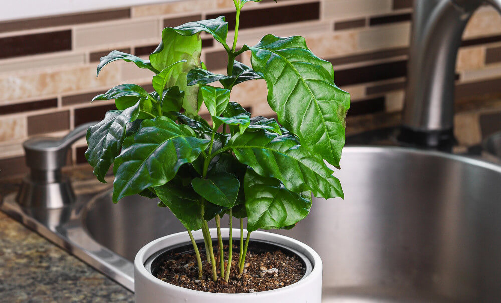 گیاه خانگی قهوه
