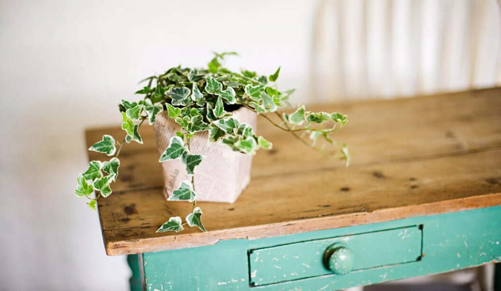 پیچک انگلیسی گیاهی سمی برای گربه ها