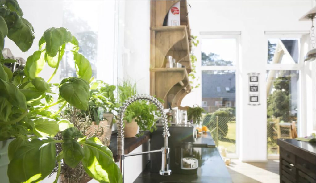 گیاه خوراکی برای آشپزخانه
