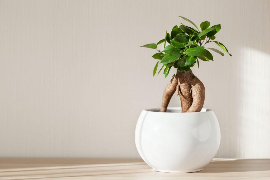 بنسای جینسینگ فیکوس