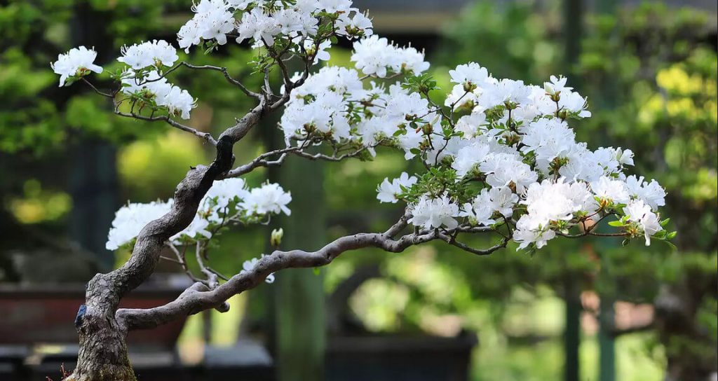 بنسای گیلاس گلدار ژاپنی