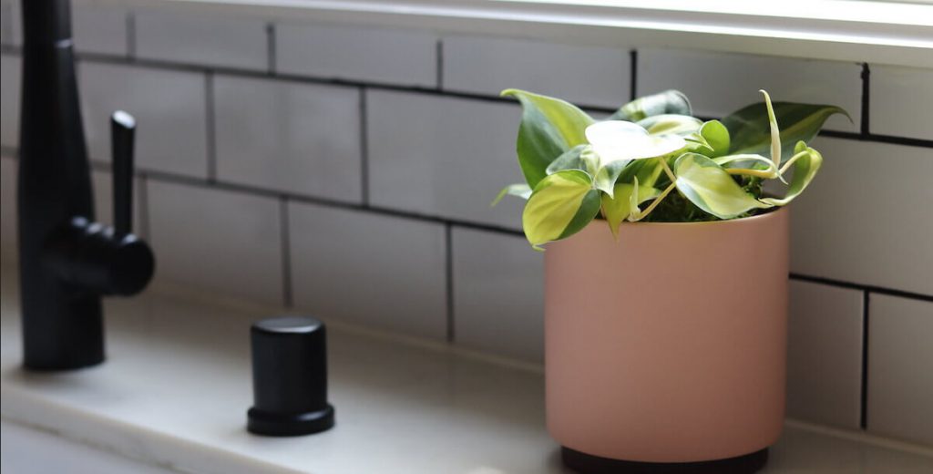گیاه Philodendron مناسب برای آشپزخانه
