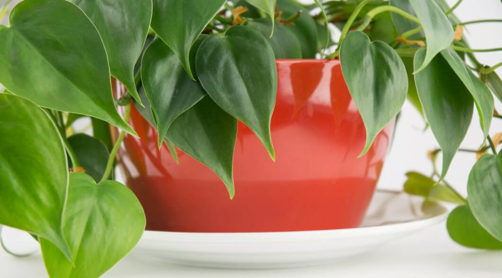 فیلودندرون گیاهی سمی برای سگ ها