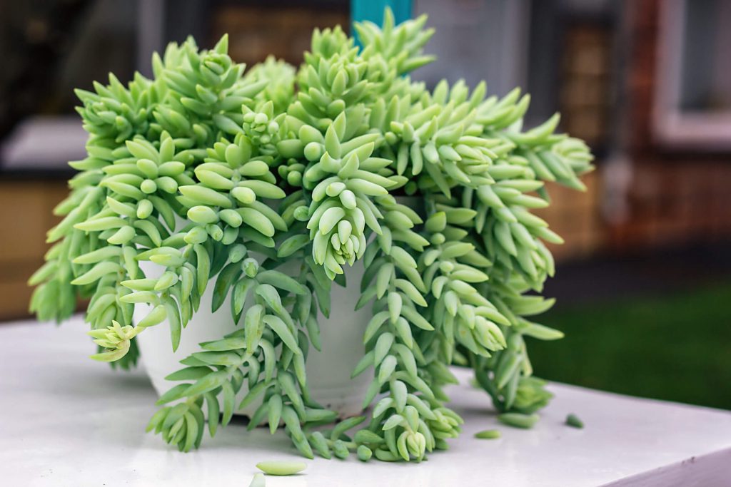 گیاه خانگی Sedum morganianum