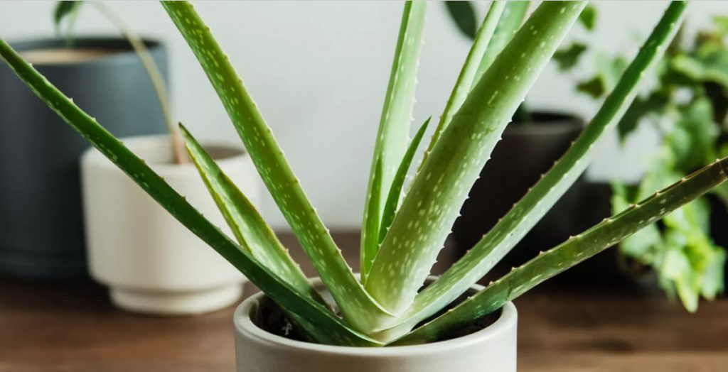 گیاه آلوئه ورا برای کنار پنجره