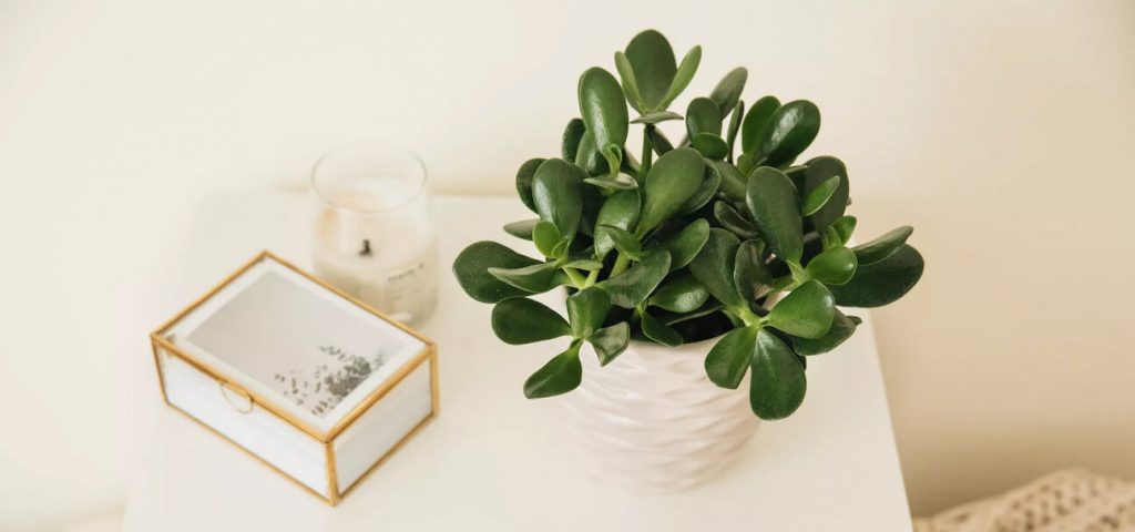 گیاه یشم مناسب برای پنجره آفتابی