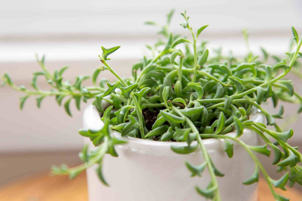 گیاه گوشتی آویز خانگی رشته دلفین