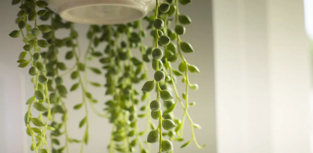 گیاه رشته مروارید