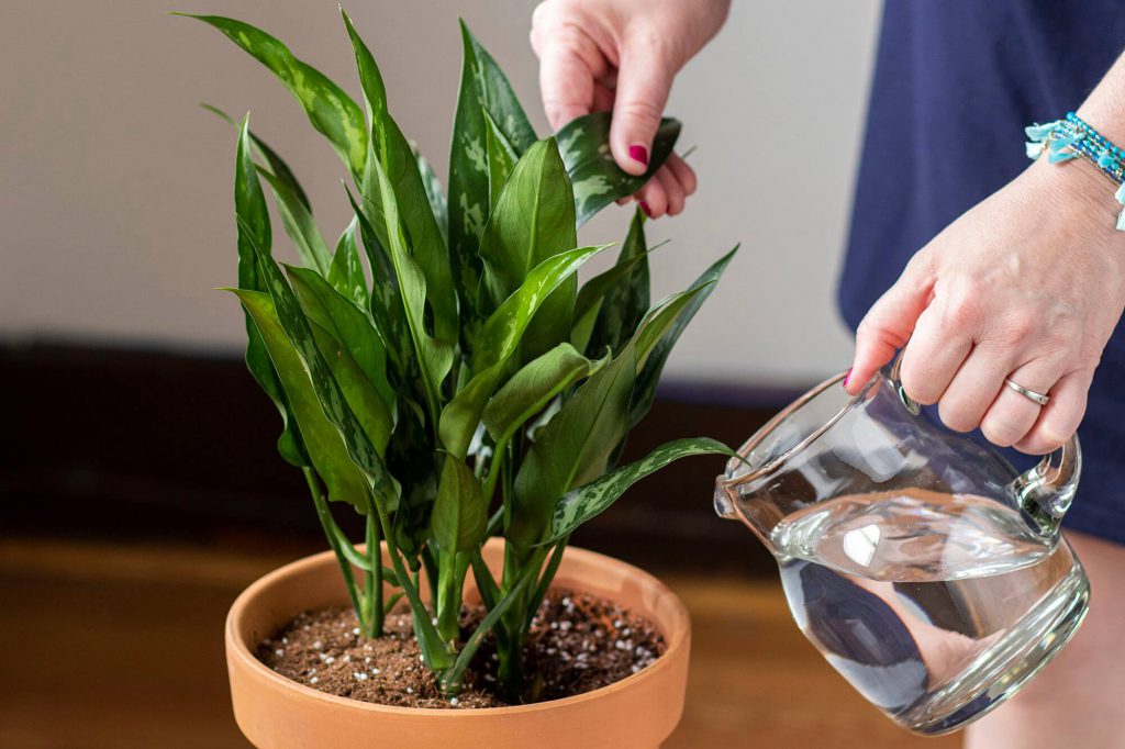 آبیاری گیاهان برای فصل سرما