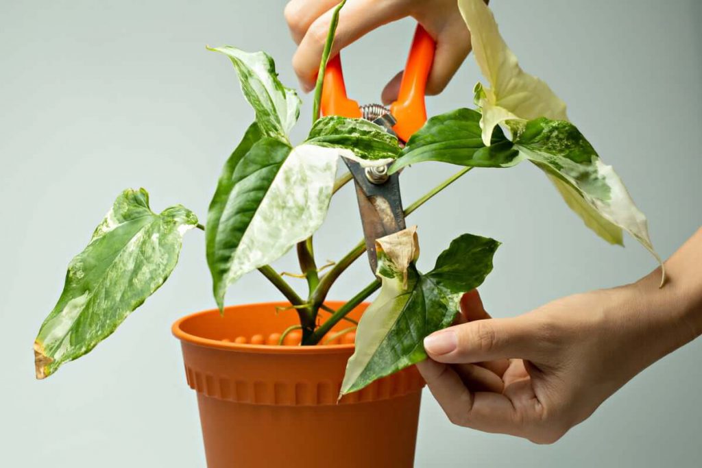 نکاتی درباره هرس گیاهان