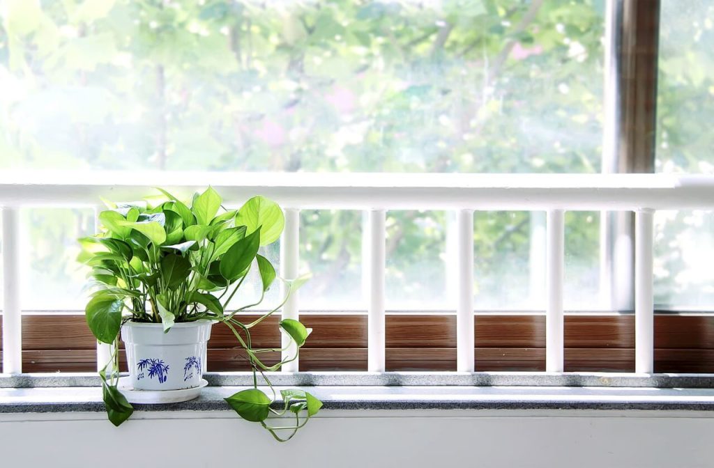 اندازه گیری شدت نور طبیعی برای گیاهان