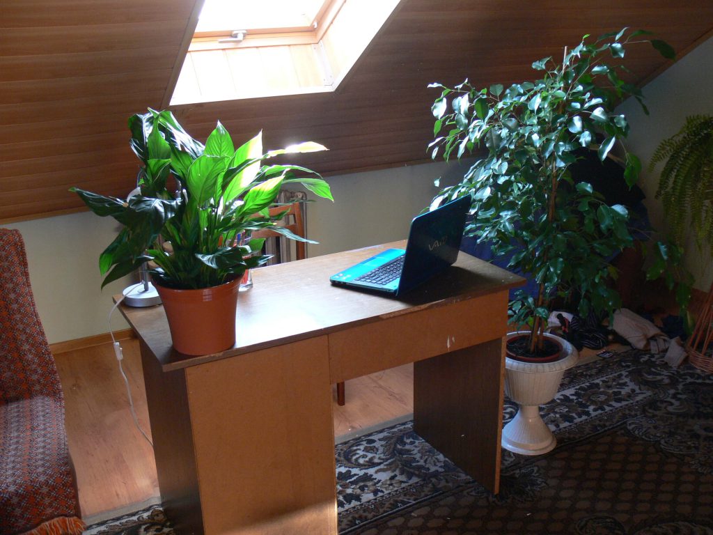 موقعیت گیاهان برای دریافت نور