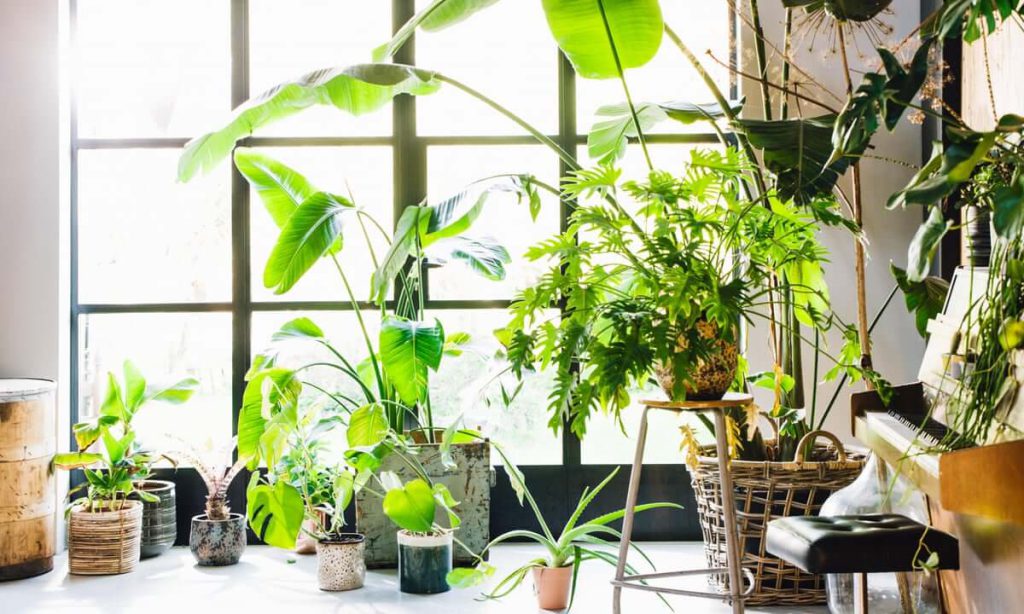 گروه بندی گیاهان از نظر رطوبت مورد نیاز