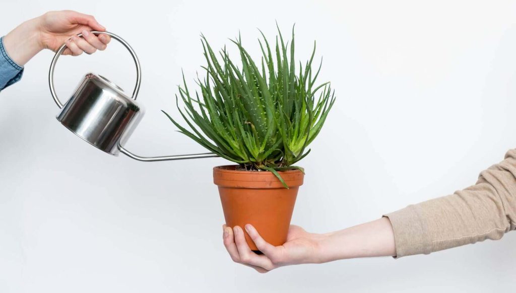 سوختگی نوک برگ گیاهان خانگی به دلیل مشکلات آبیاری